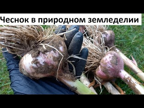 Видео: Чеснок в природном земледелии.