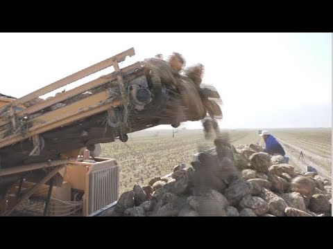 Видео: Жамбыл облысында қант қызылшасы алқабы екі есе ұлғаяды