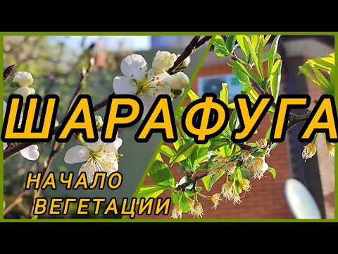 Видео: ШАРАФУГА, вегетация в сравнении с известными плодовыми по срокам. Начинаю отвечать на вопросы.
