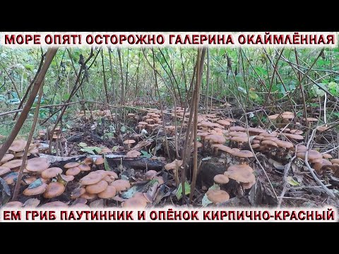 Видео: ❗ОСТОРОЖНО! ГАЛЕРИНА РАСТЁТ С ОПЯТАМИ!👉ЕМ ПАУТИННИК И ОПЁНОК КИРПИЧНО- КРАСНЫЙ.🍄РЯДОВКА ФИОЛЕТОВАЯ