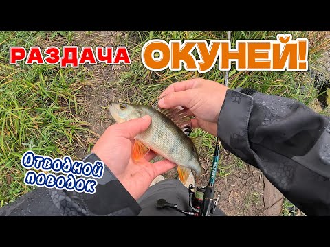 Видео: ПОПАЛИ на РАЗДАЧУ ОКУНЕЙ!