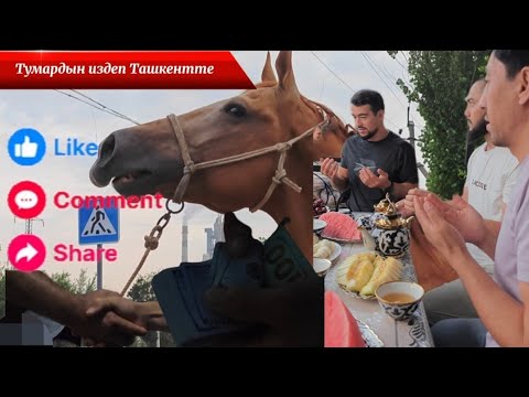 Видео: Тулпар Тумардын иизинен ТАШКЕНТКЕ