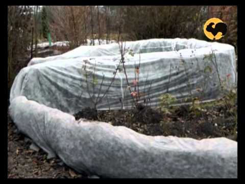 Видео: Розы в Саду. серия 20. Укрытие роз (теплица)