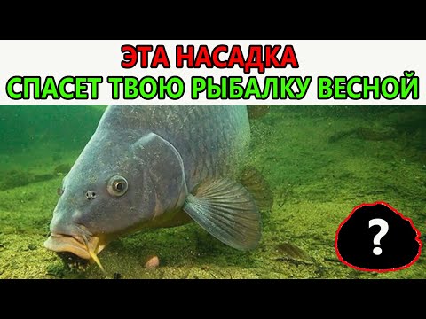Видео: 💥 ЧЕРВИ — ЭТО ПРОШЛЫЙ ВЕК! Как я нашёл наживку, от которой рыба СХОДИТ С УМА весной!
