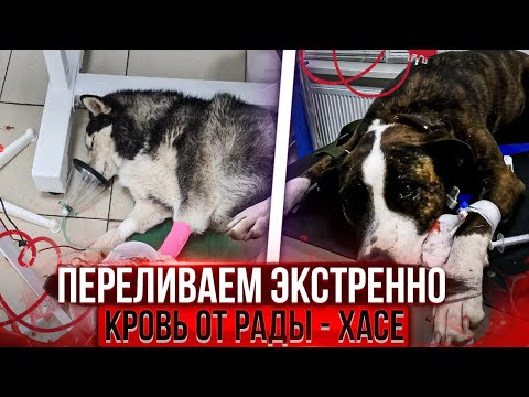 Видео: Переливаем ночью кровь Хасе от Рады.Отравление ядом. Быстрее мчим обратно в Георгиевск на Узи