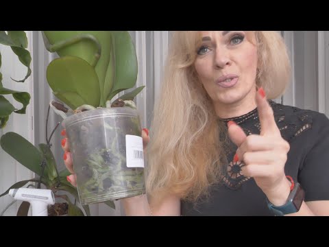 Видео: ОПЯТЬ новую орхидею ПРИТАЩИЛА! Чем обработала Как разместила ПЕРЕСАДИЛА? Торфстакан