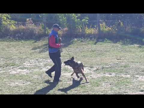 Видео: Монопородная выставка немецких овчарок. 29.09.24. Ростов-на-дону