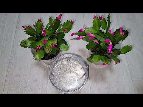 Видео: ВНЕСИ под ДЕКАБРИСТ и даже самый слабый куст пышно ЗАЦВЕТЕТ, благоприятные условия