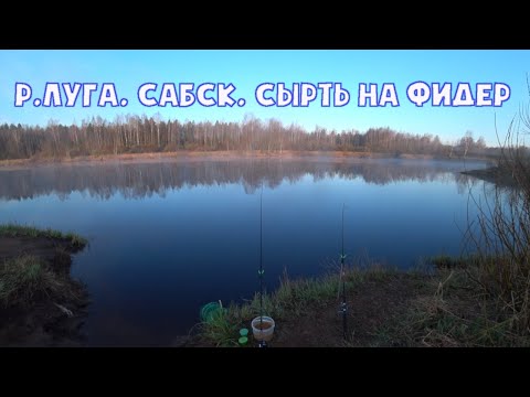 Видео: р.Луга. Сабск. Сырть на фидер