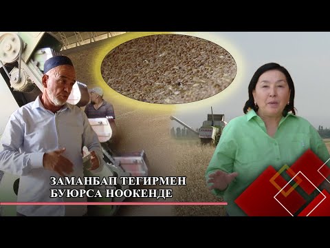 Видео: Заманбап тегирмен буюрса Ноокенде | Чарбакер