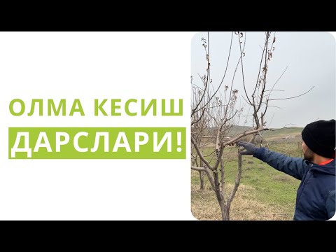 Видео: ОЛМАНИ МУТАХАССИСДЕК КЕСИШНИ ЎРГАНИНГ!