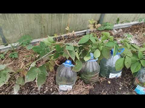 Видео: Ежевика, сорта на вылет 2025 часть 4