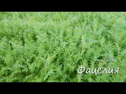 Видео: Фацелия