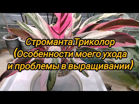 Видео: Строманта Триколор. Особенности моего ухода и проблемы в выращивании.