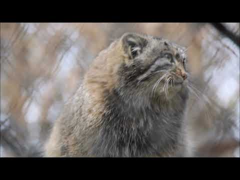 Видео: Котята Мии, Снежинки и взрослые манулы 30.10.2025