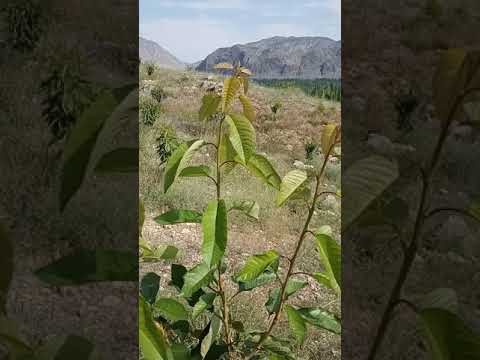 Видео: Көчөттү бир жылда үч жашка чоңойтуу