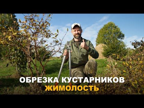 Видео: ЖИМОЛОСТЬ НЕ ЛЮБИТ ЗАГУЩЕНИЯ. Обрезка жимолости в осенний период.