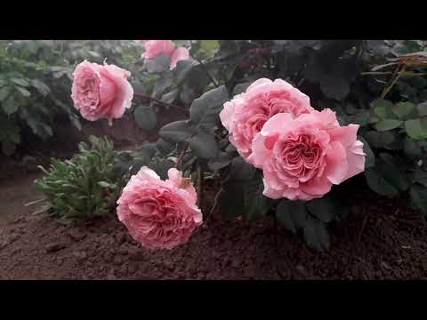 Видео: ✿➽ Новые розы в саду 2022 часть 3