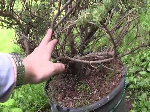 Видео: РАБОТАЕМ С ШИКАРНОЙ ПИХТОЙ