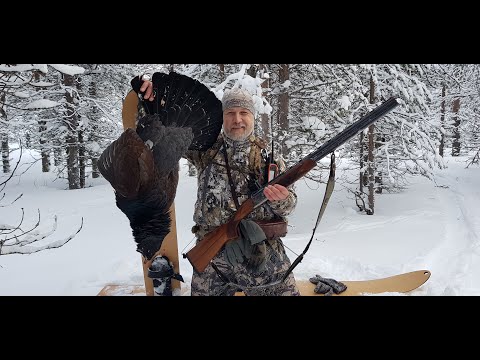 Видео: Путешествие на Кольский в поисках глухаря. Часть 3 (заключительная).