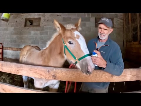Видео: ВСТРЕЧАЙТЕ БЕЛЬ! Наша новая кобылка прибыла на ферму!! #850