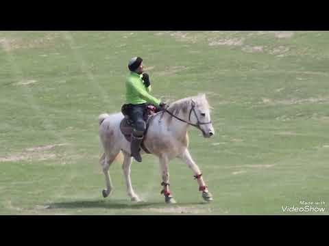 Видео: Бузкаши дар Гулистон 25.02.2025