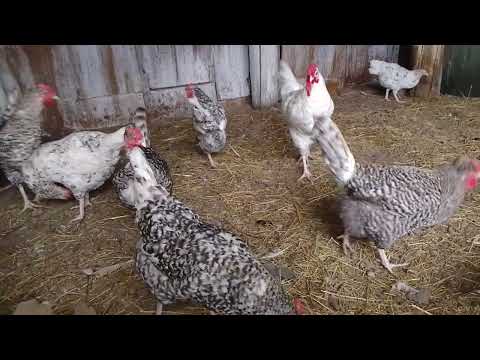 Видео: 29 октября, зелёнка от расклёва для кур 