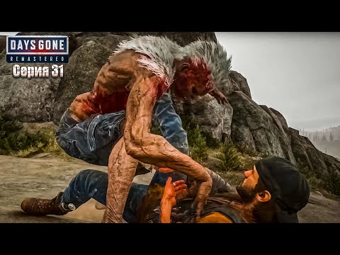 Видео: DAYS GONE REMASTERED  ЖИЗНЬ ПОСЛЕ ● Прохождение #31 НОВЫЙ ВИД ФРИКА СПРИНТЕР