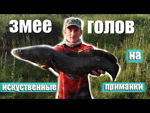 Видео: 2020 Июль Рыбалка змееголов ОЗ.Шорго Кыргызстан🇰🇬