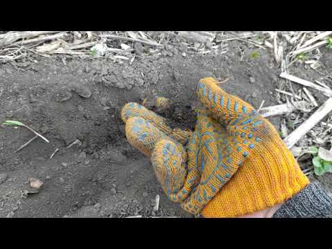 Видео: Посів проса