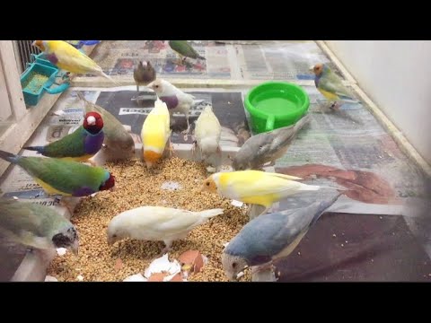 Видео: Амадины Гульда,выключение света.
