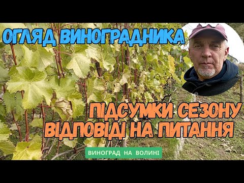 Видео: Огляд виноградника, підсумки сезону, відповідаю на питання