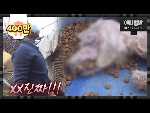 Видео: Собаки достойны только живых, но не мертвых, на собачьей ферме