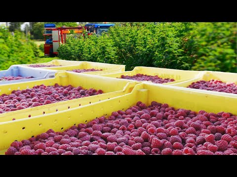 Видео: Сбор и переработка красной малины - Технология выращивания красной малины - Завод малины