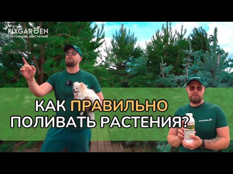 Видео: Как ПРАВИЛЬНО поливать растения?