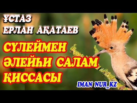Видео: Сүлеймен əлейһи салам қиссасы. Ұстаз Ерлан Ақатаев