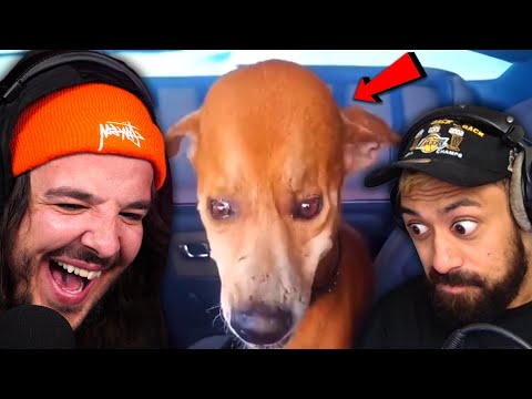 Видео: Провокационные мемы, которые заставили моих друзей почувствовать себя неловко…