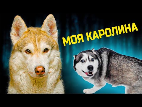Видео: Лучшие серии с КАРОЛИНОЙ!! (Хаски Бублик) Говорящая собака Mister Booble
