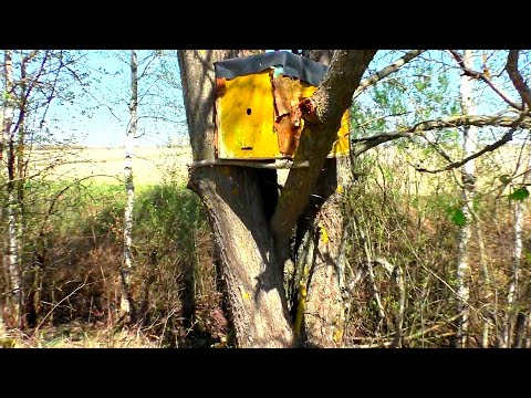 Видео: Первая в 25 году проверка ранних ловушек. Пчеловодство легко и просто. Роеловство на пасеке.