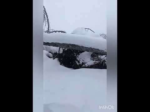 Видео: постановка капканов на соболя