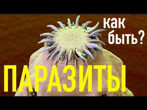 Видео: Паразиты - КАК ПРАВИЛЬНО от них избавляться? Самые полезные советы