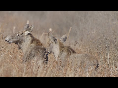 Видео: POV Wildlife видео охота, кабаны, лоси, лебеди, дикая природа, sony 200-600, zve1
