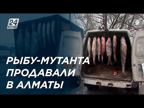 Видео: Гигантскую рыбу странного вида нелегально продавали в Алматы