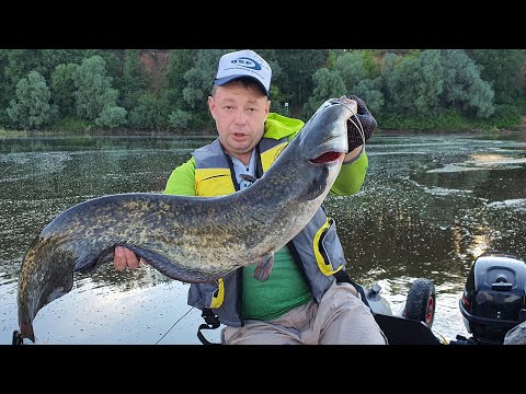 Видео: Ловля СОМА на КВОК 2020! На что ловить Сома! Снасти на Сома! BIG CATFISH