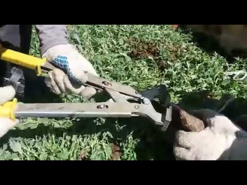 Видео: Профилактическая обрезка копыт/ маникюр для телочки