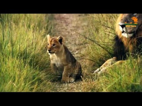 Видео: Wild Fauna / Прайд на тропе охоты