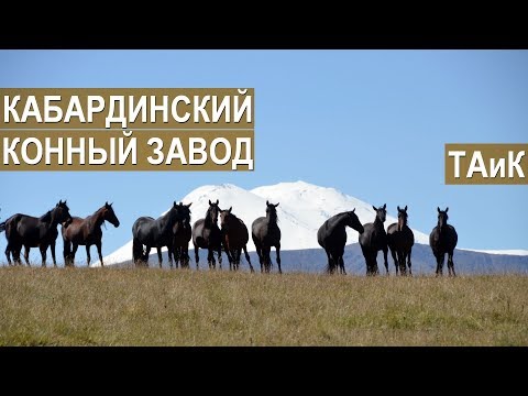 Видео: Кабардинский конный завод ТАиК. История создания. Кабардино-Балкария, Приэльбрусье
