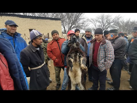 Видео: Бугунги Куркат жума мол бозори Молбозори имруза молбозор авжида янги мол нархлари