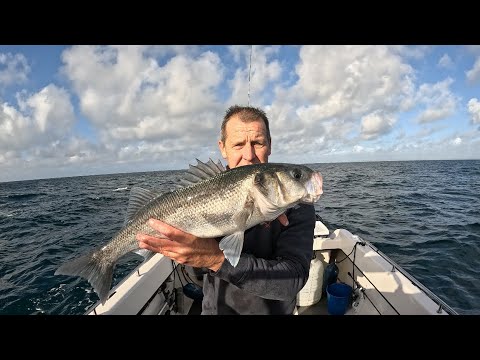 Видео: Ловля крупной рыбы на затонувших кораблях в большом море!