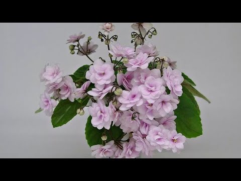 Видео: 13.12.22.Фиалки трейлеры ..укоренение и посадка.